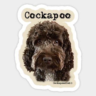 Chocolate Brown  Cockapoo / Spoodle and Doodle Dogs Sticker